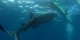 Philippines - 2012-01-16 - 121 - Whale Shark Beach